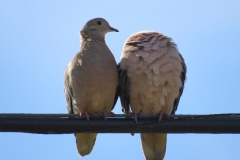 img_0755